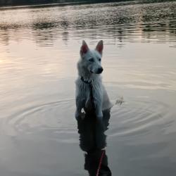 Chien - Chester
