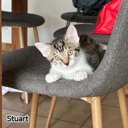 Chat - STUART