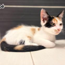 Chat - DESPE