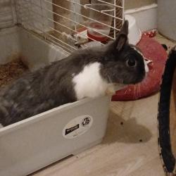 NAC - BUNNY