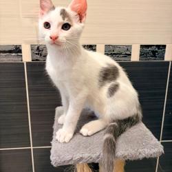 Chat - ANDOUILLETTE