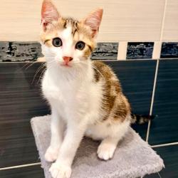 Chat - PICANHA