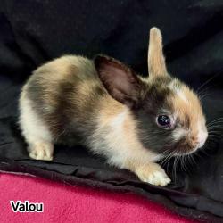 NAC - VALOU