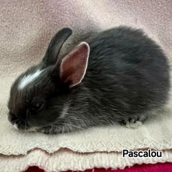 NAC - PASCALOU