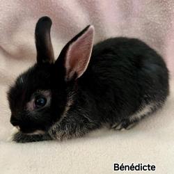 NAC - BENEDICTE
