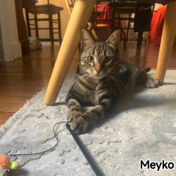Chat - MEYKO