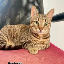 Chat - BOUBOULE