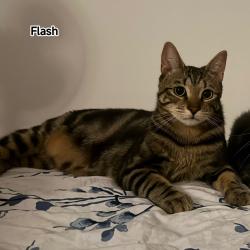 Chat - FLASH