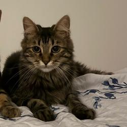Chat - YUKI