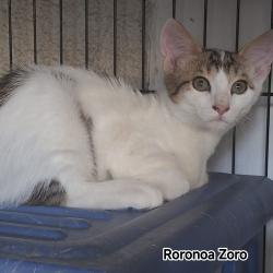 Chat - RORONOA ZORO