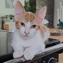 Chat - BRETZEL