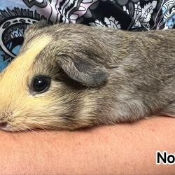 NAC - NOISETTE