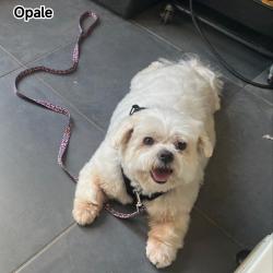 Chien - OPALE