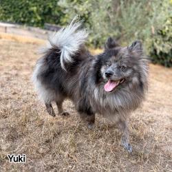 Chien - YUKI