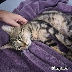 Chat - GASPARD