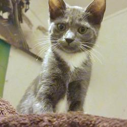 Chat - CLARA