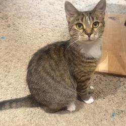 Chat - VICKY