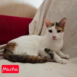 Chat - MACHA
