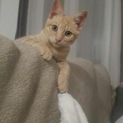 Chat - ABRICOT