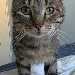 Chat - GASPARD
