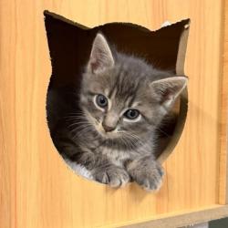 Chat - OLIVER