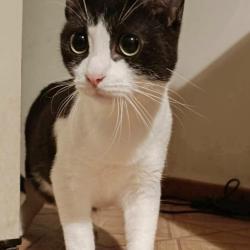 Chat - Nougat