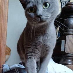 Chat - Bulle
