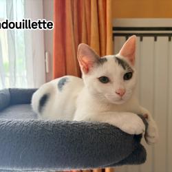 Chat - ANDOUILLETTE