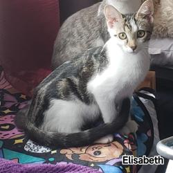 Chat - ELISABETH