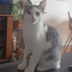 Chat - EDEN