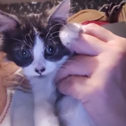 Chat - BIZZ