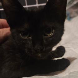 Chat - Bella