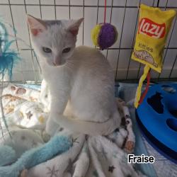Chat - FRAISE