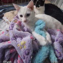 Chat - PEARL