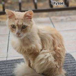 Chat - ULYSSE
