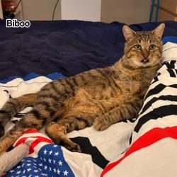 Chat - BIBOO