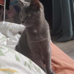 Chat - RUBIS