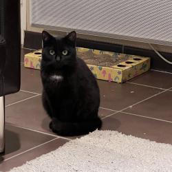 Chat - VELOURS