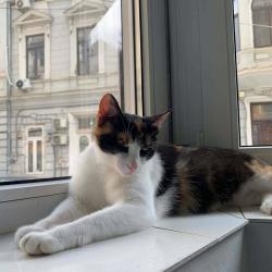 Chat - Mimi