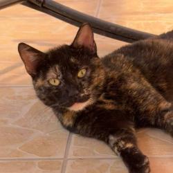 Chat - Zoey