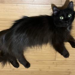 Chat - HOLLY