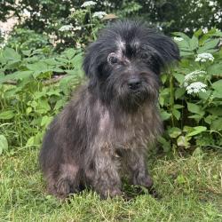 Chien - Réglisse