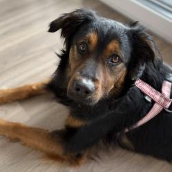 Chien - Ayrton