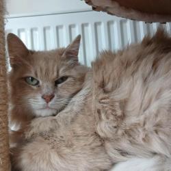 Chat - Karamelle
