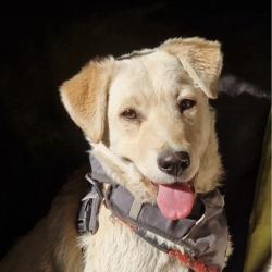 Chien - Béa