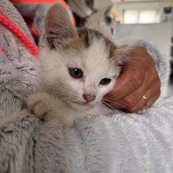 Chat - Vitany