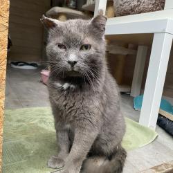 Chat - GILBERT