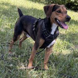 Chien - Tiape