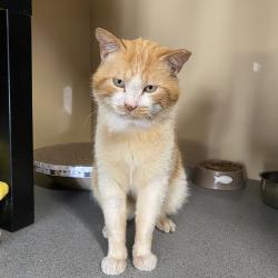 Chat - ARNOLD