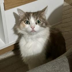 Chat - Nyla